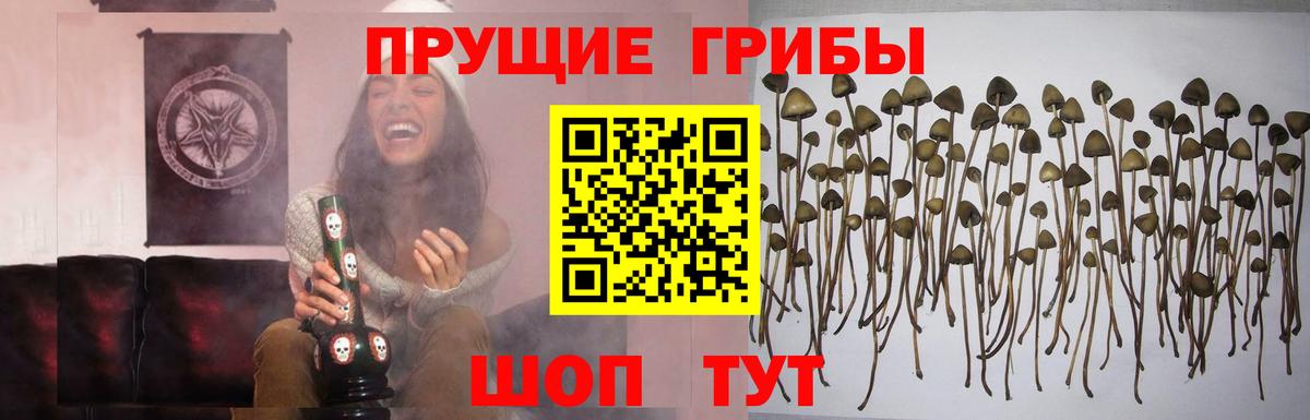 Волоколамск  Псилоцибиновые грибы мухоморы  Вход с VPN 